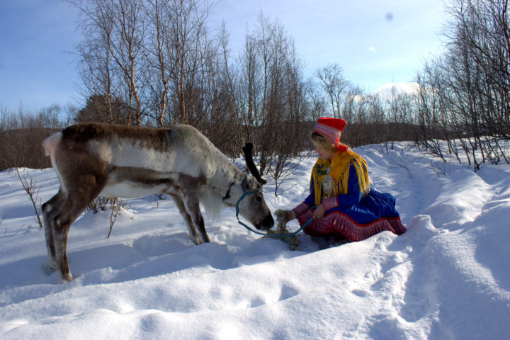 Visit our museum and feed the reindeer in the Outdoor museum!
