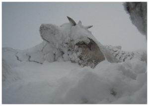 Hodet av sovende reinsdyr under snø.
