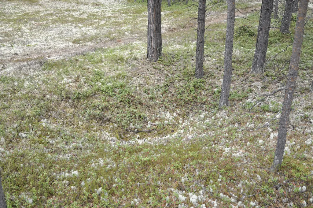 A pitfall in the Open-air Museum.