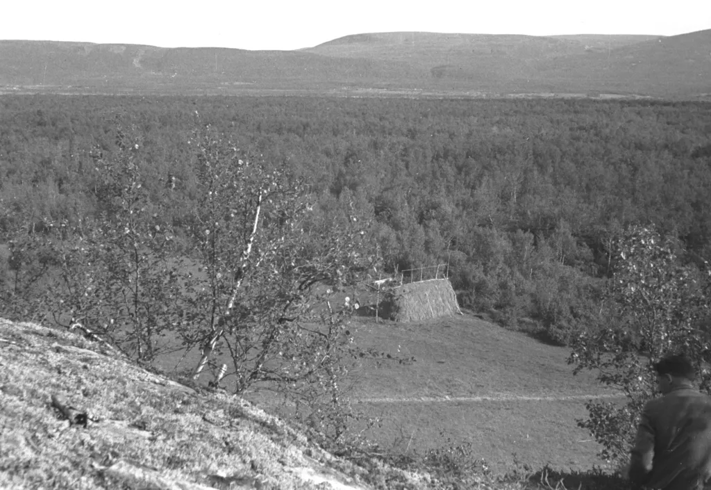 Høy-hesje i Tana .